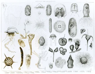 Protozoen und Coelenteraten (Lithografie)